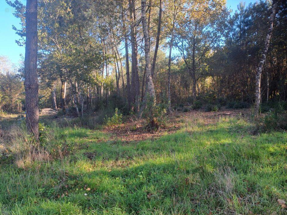 Terrain à SAINT-SAUVEUR