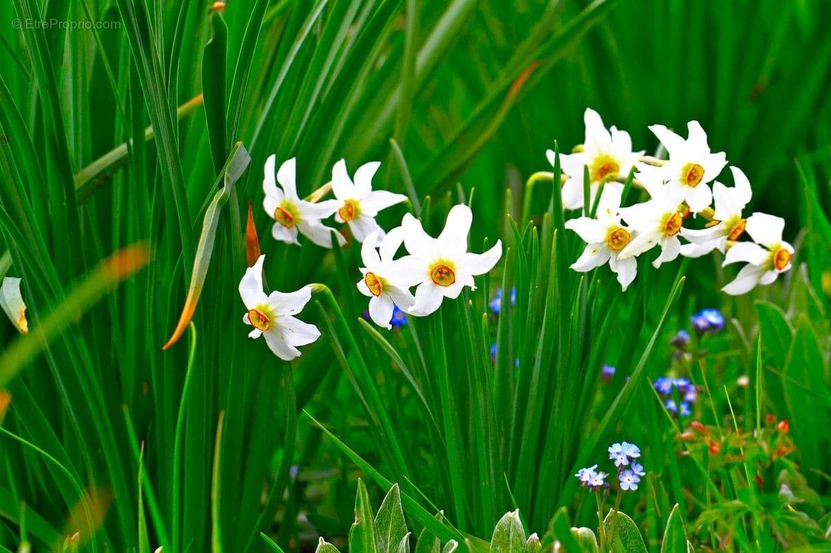 Terrain à BRIE-ET-ANGONNES