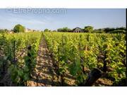 Terrain à SAINT-SULPICE-DE-FALEYRENS