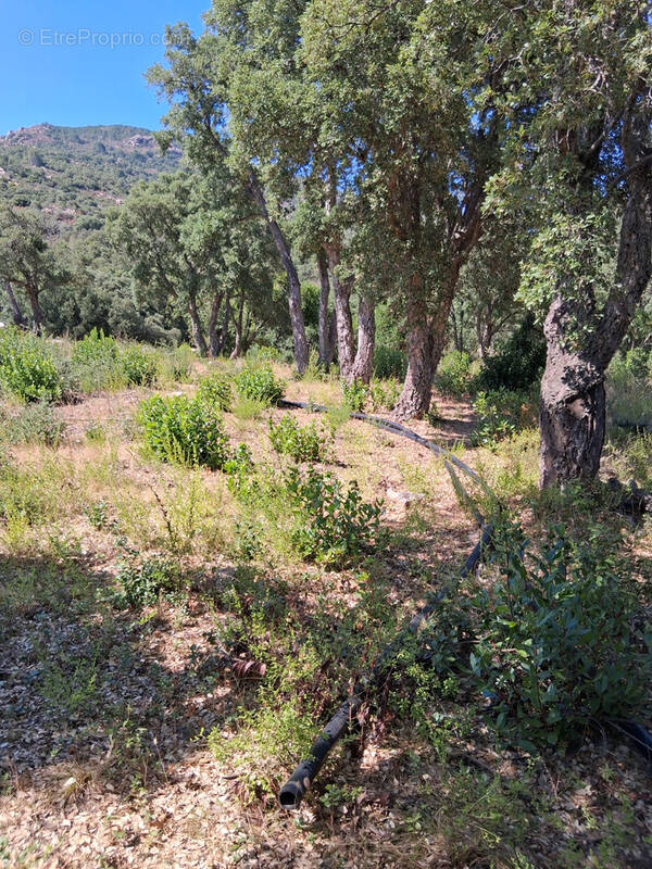 Terrain à SARI-SOLENZARA