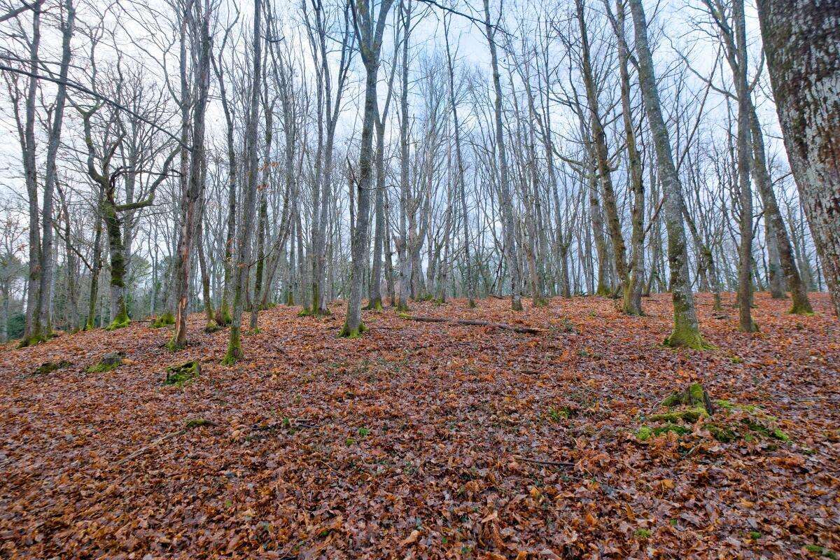 Terrain à COULOUNIEIX-CHAMIERS