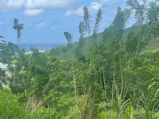 Terrain à SAINTE-LUCE