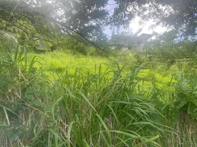 Terrain à SAINTE-LUCE