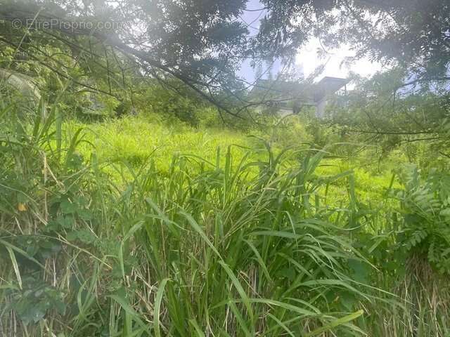 Terrain à SAINTE-LUCE