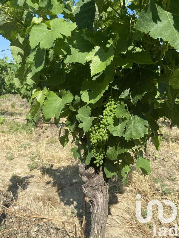 Photo 6 - Terrain à MAGALAS