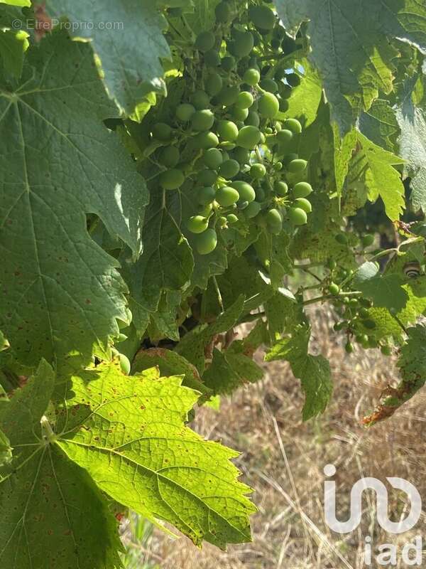 Photo 9 - Terrain à MAGALAS