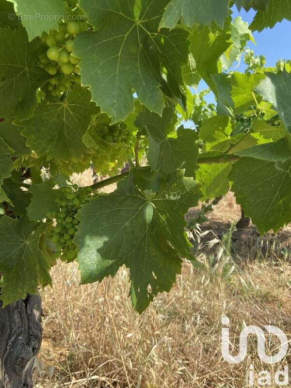 Photo 4 - Terrain à MAGALAS