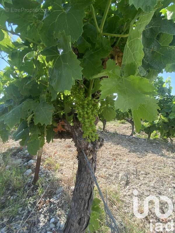 Photo 8 - Terrain à MAGALAS