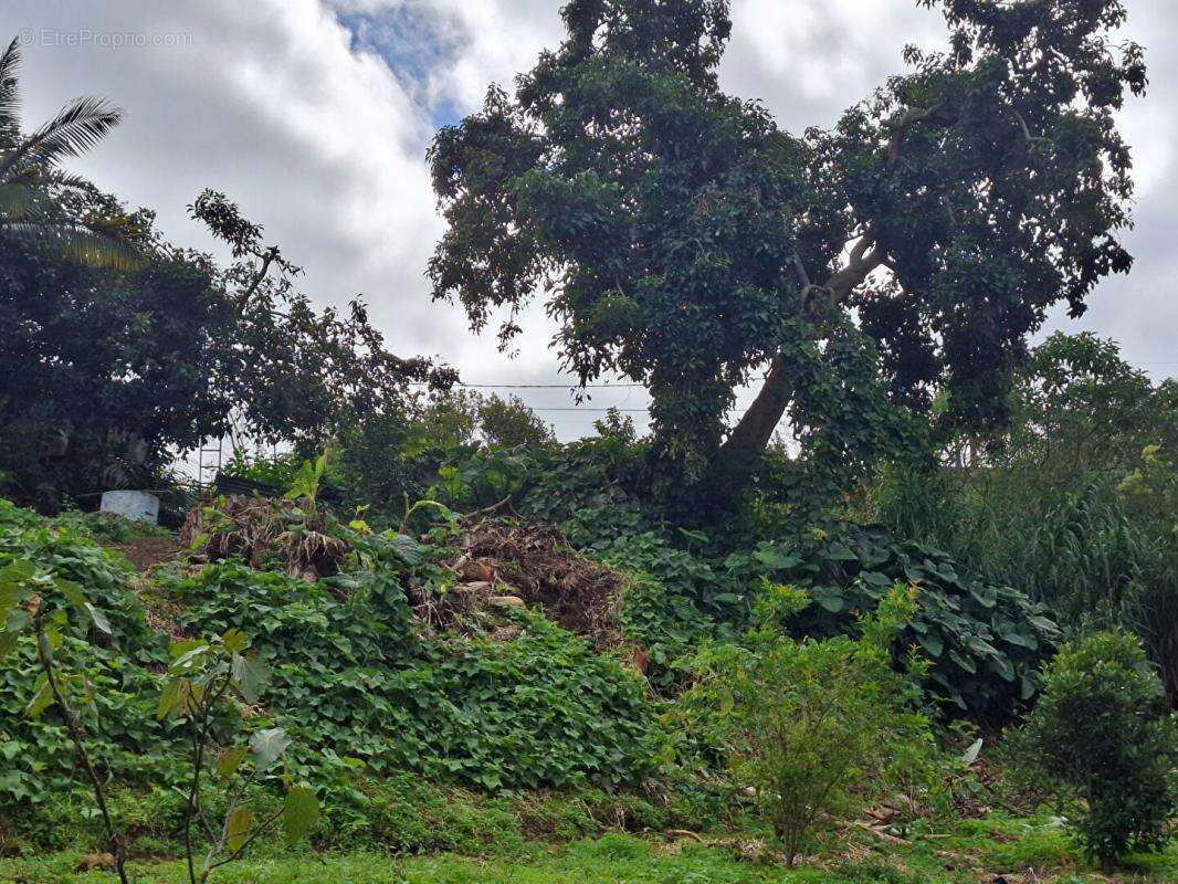 Terrain à LE TAMPON