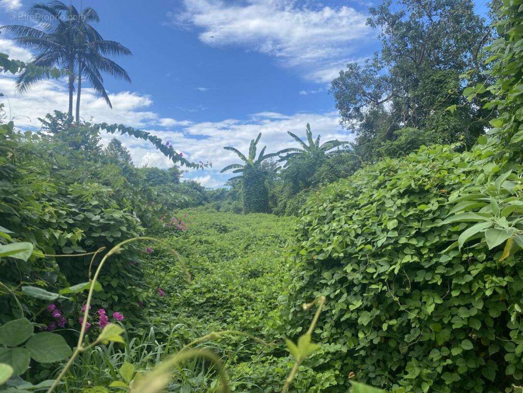 Terrain à LE TAMPON