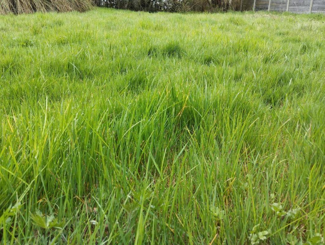 Terrain à LE GUERNO