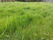 Terrain à LE GUERNO