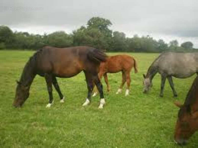 Maison à CONTREXEVILLE