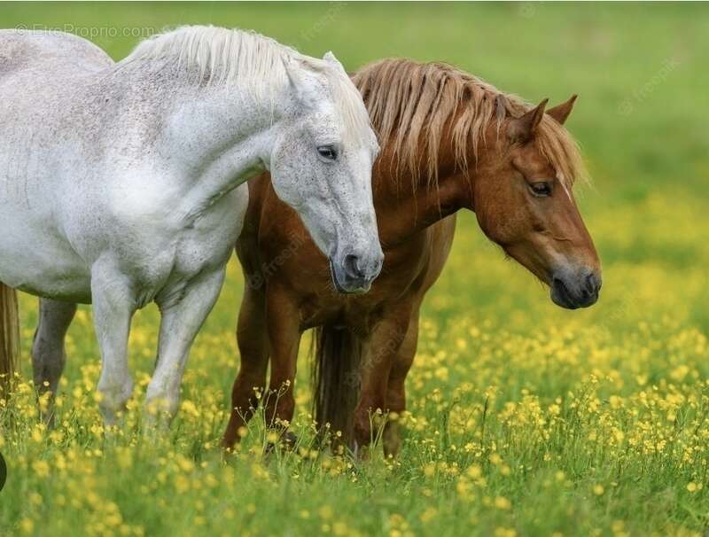 Maison à CONTREXEVILLE