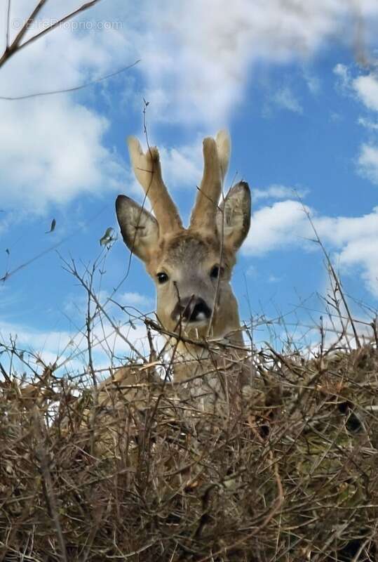 Maison à CONTREXEVILLE