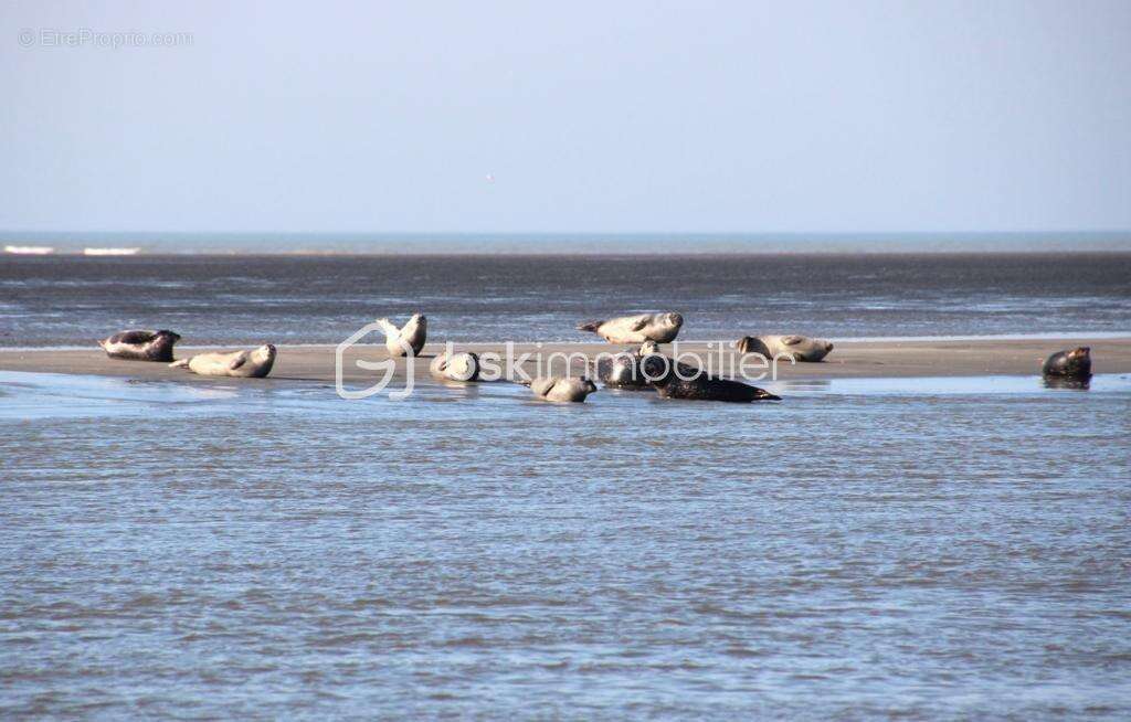 Appartement à BERCK