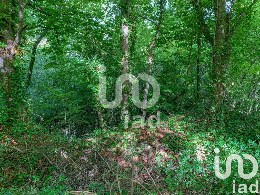 Photo 5 - Terrain à BELLOT