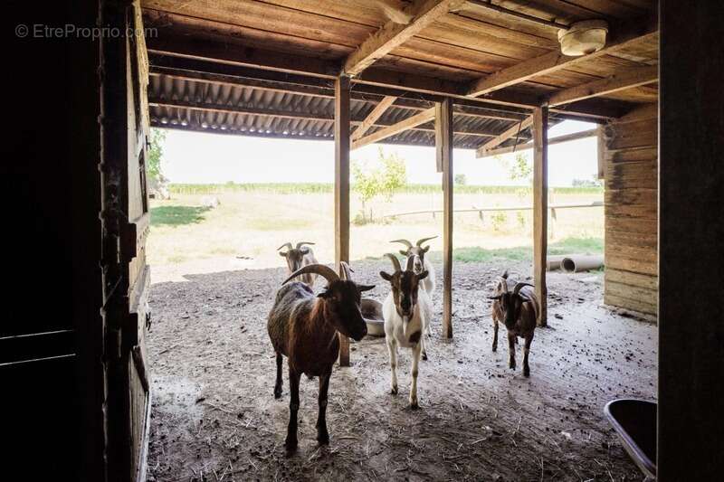 Maison à CHATILLON-SUR-CHALARONNE