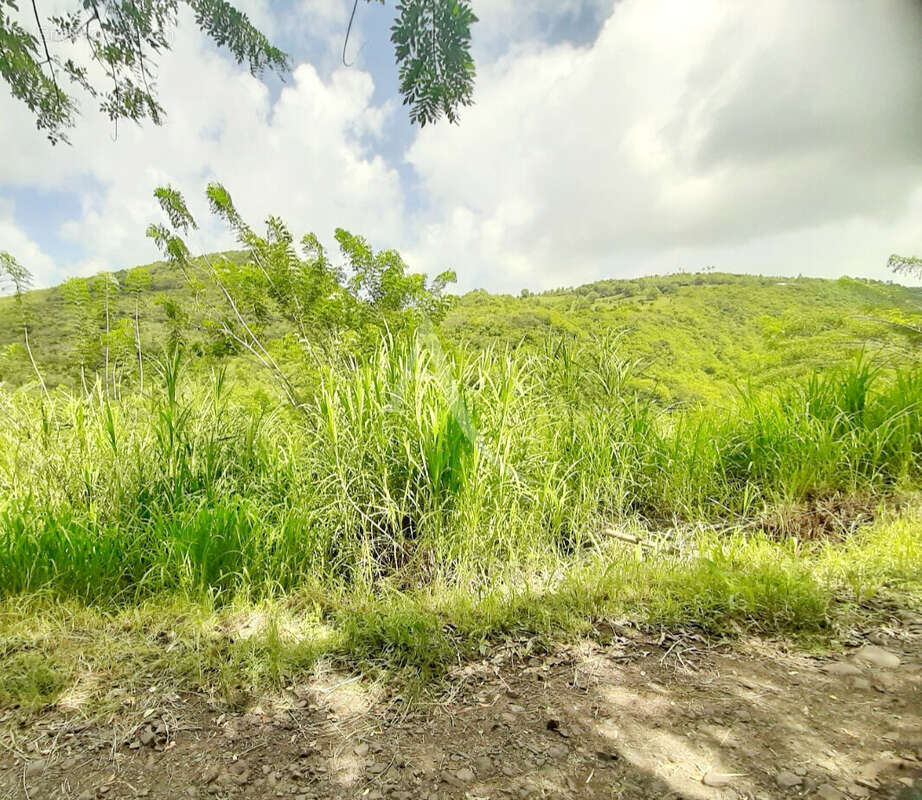 Terrain à SAINTE-LUCE