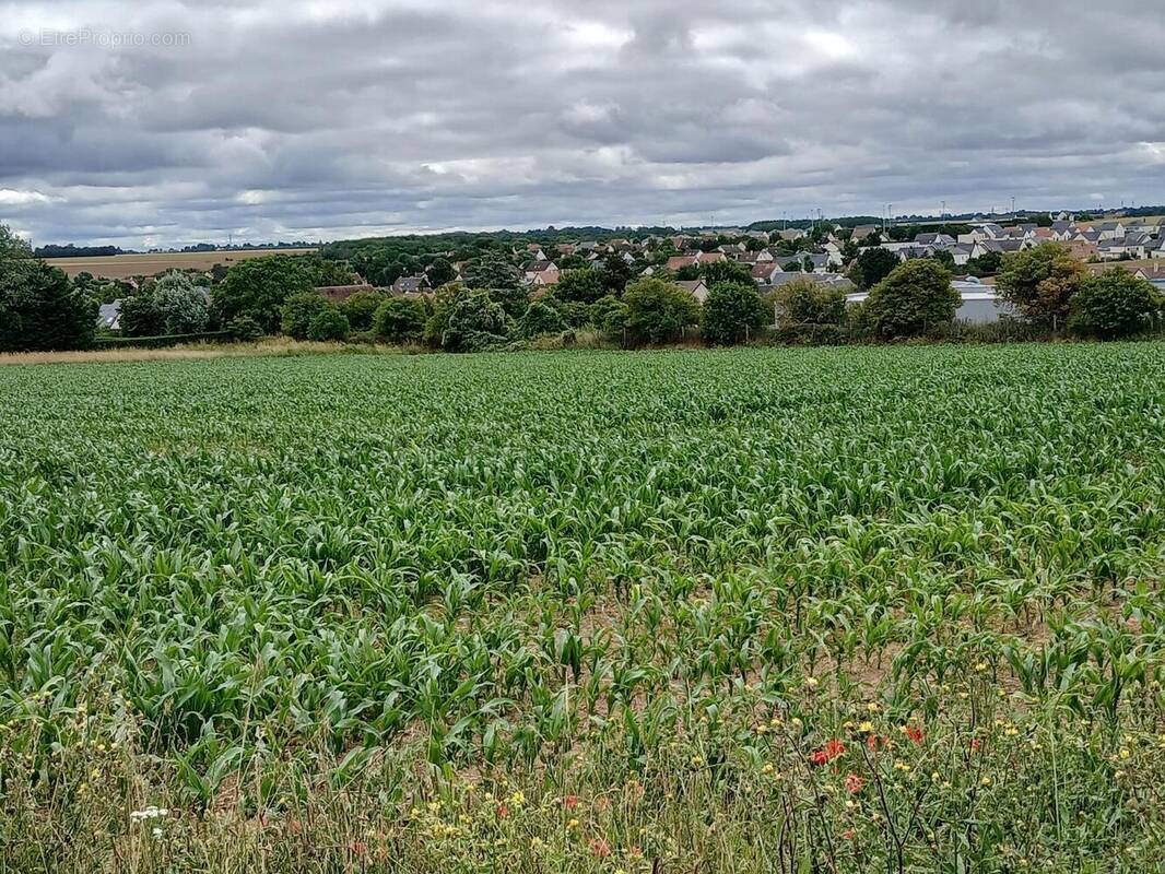 Photo 1 - Terrain à THAON