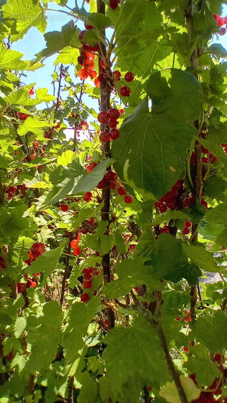 Maison à OUVILLE-LA-RIVIERE