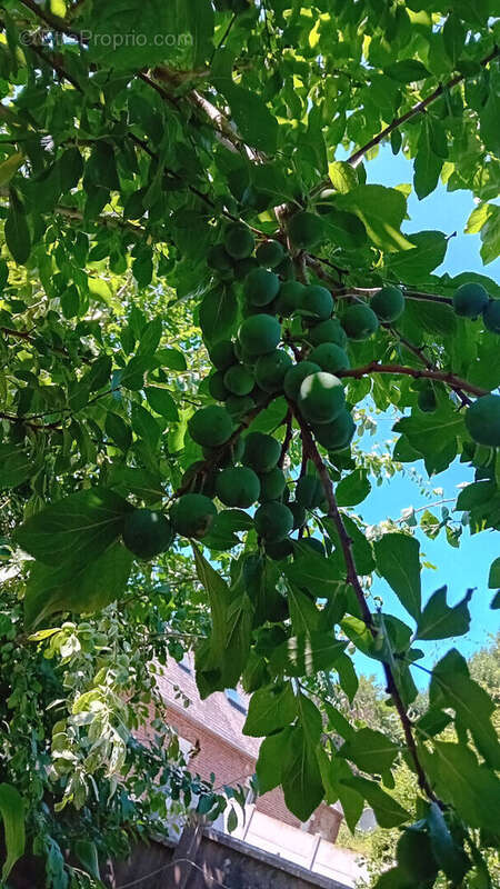 Maison à OUVILLE-LA-RIVIERE