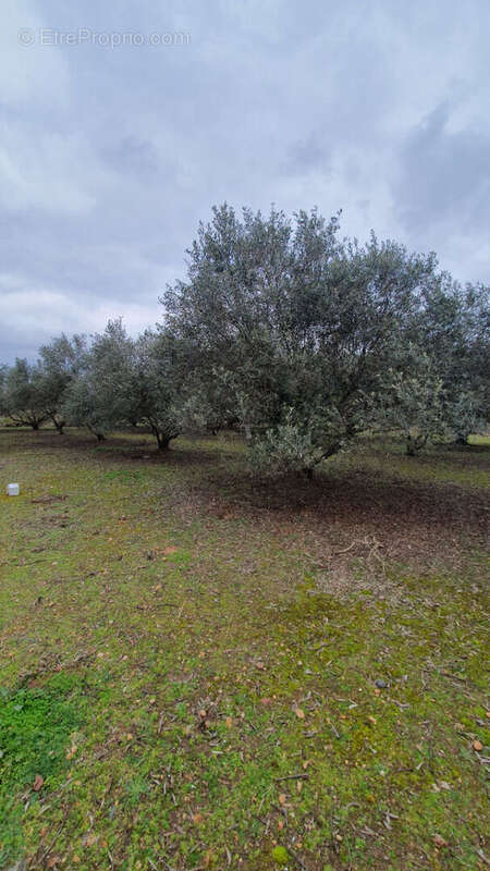Terrain à AIGUES-VIVES