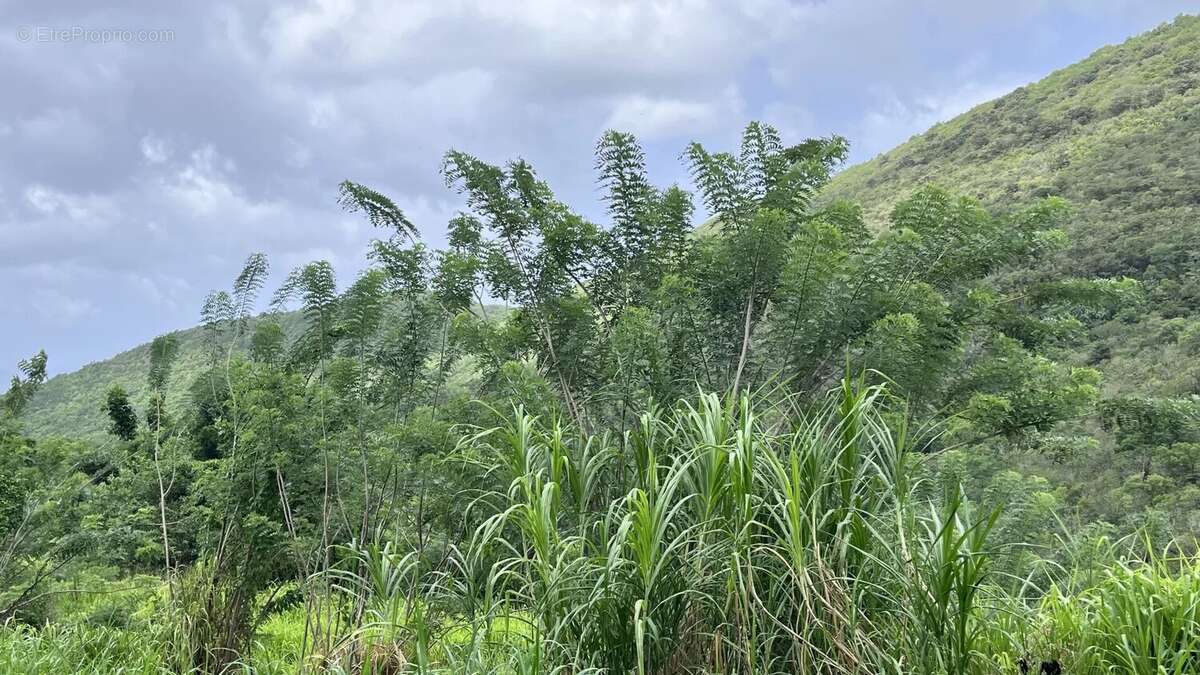 Terrain à RIVIERE-SALEE