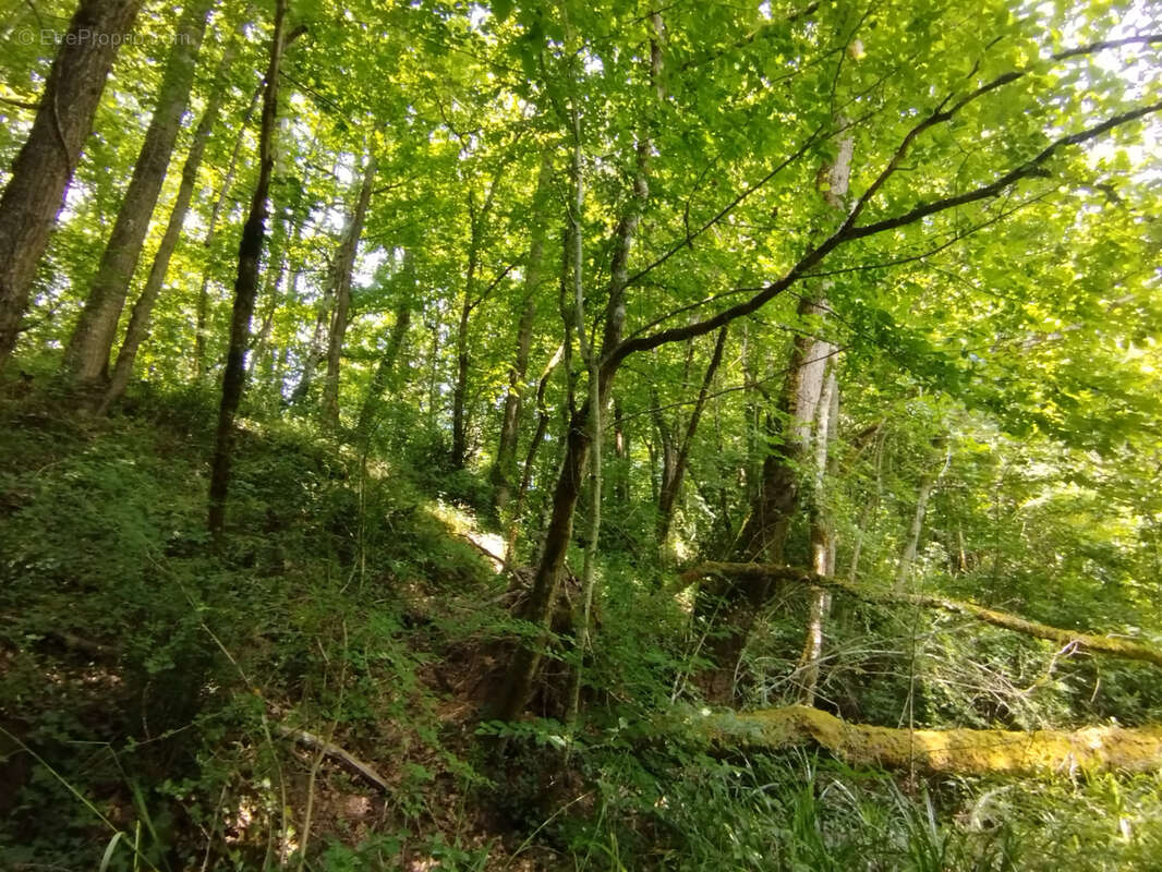 Terrain à SAINTE-MARTHE