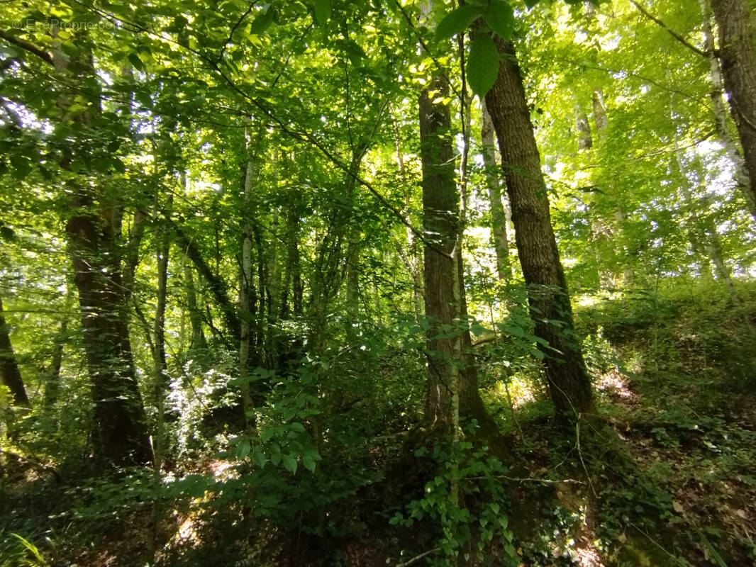 Terrain à SAINTE-MARTHE