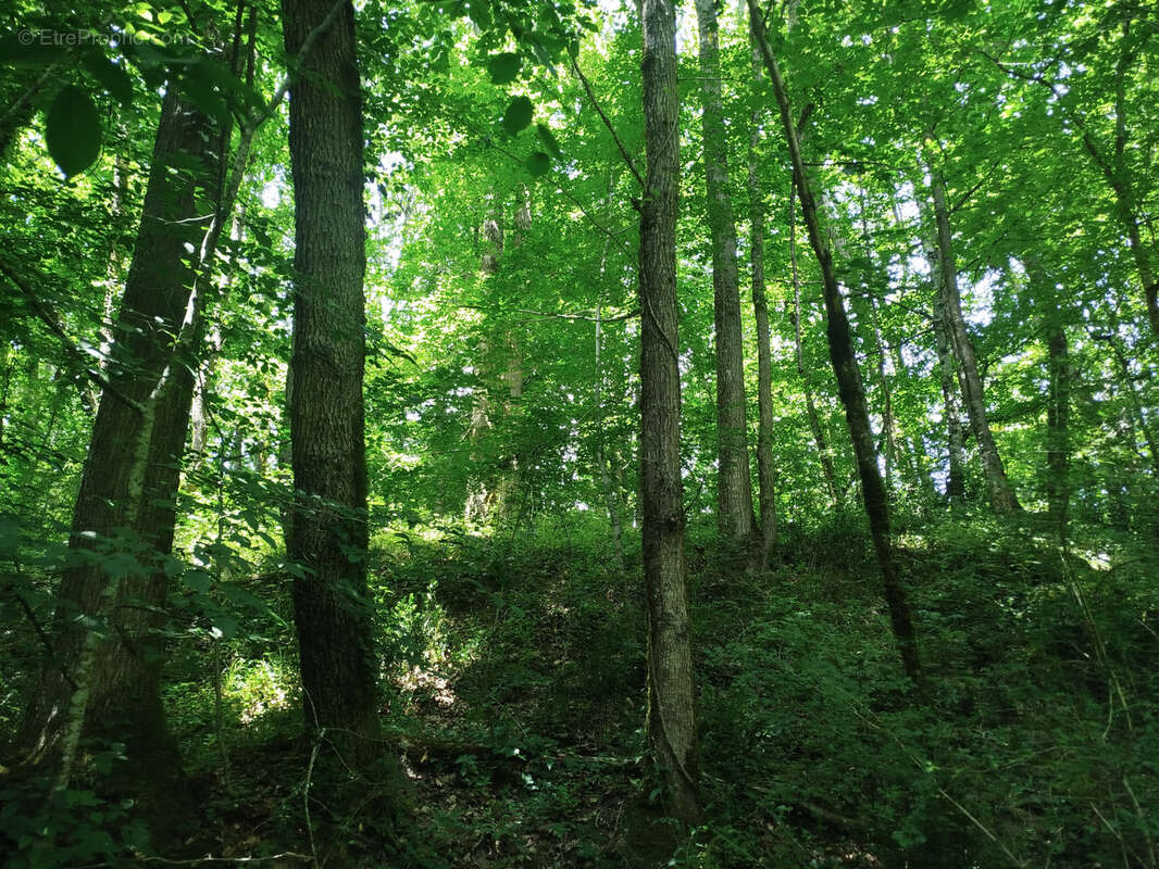 Terrain à SAINTE-MARTHE