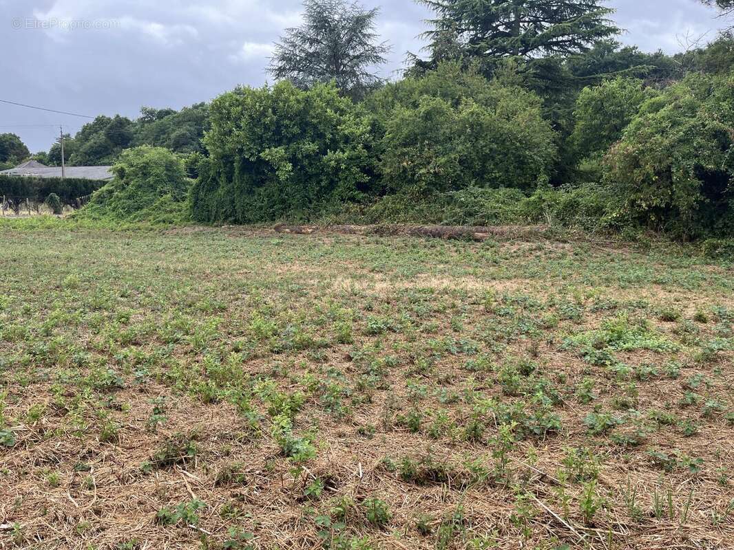 Terrain à MAZEROLLES