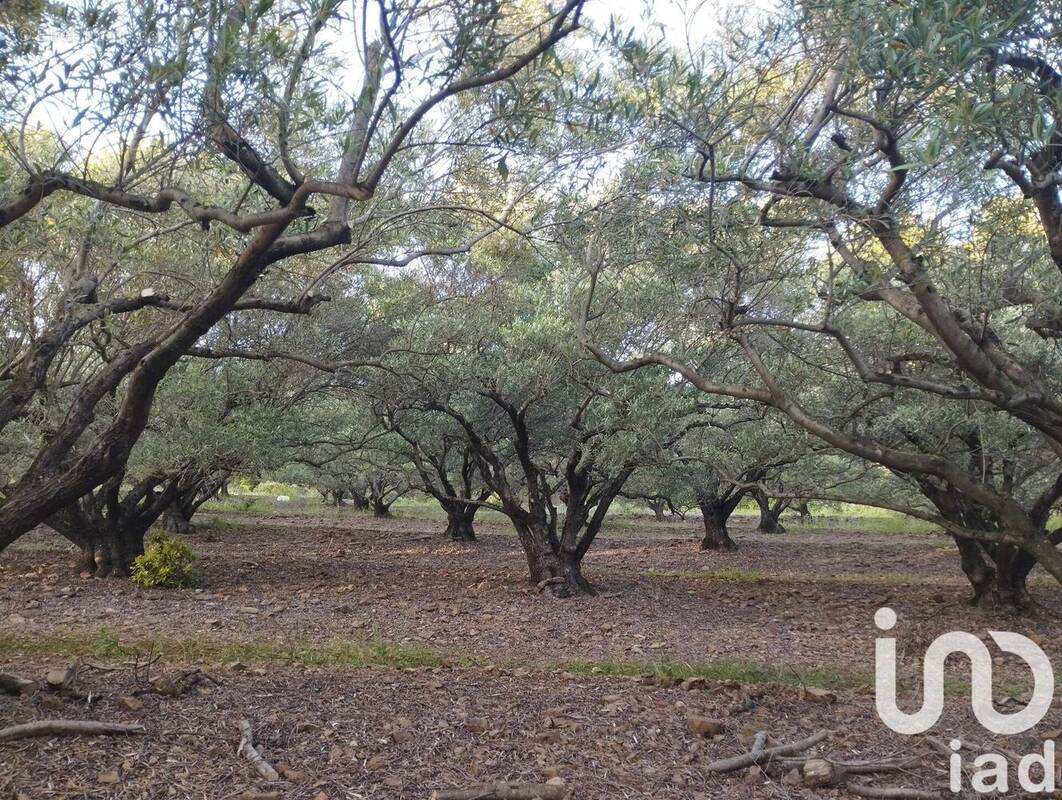 Photo 1 - Terrain à LE BOSC