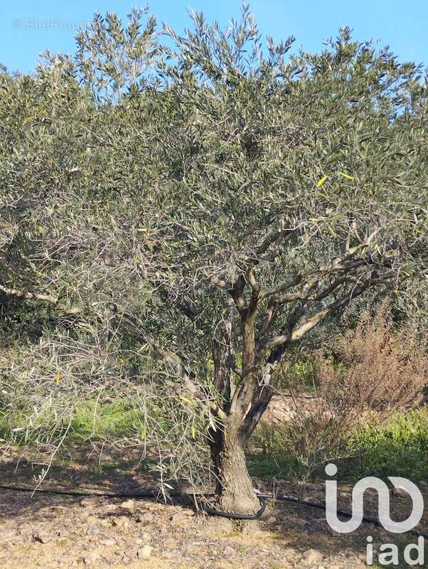 Photo 2 - Terrain à LE BOSC