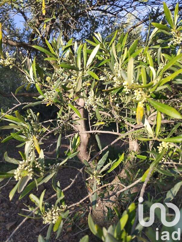 Photo 4 - Terrain à LE BOSC