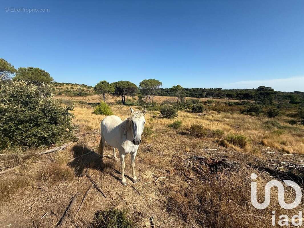 Photo 5 - Terrain à VAUVERT