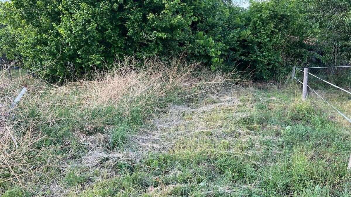 Photo 6 - Maison à CHAMPAGNE-MOUTON