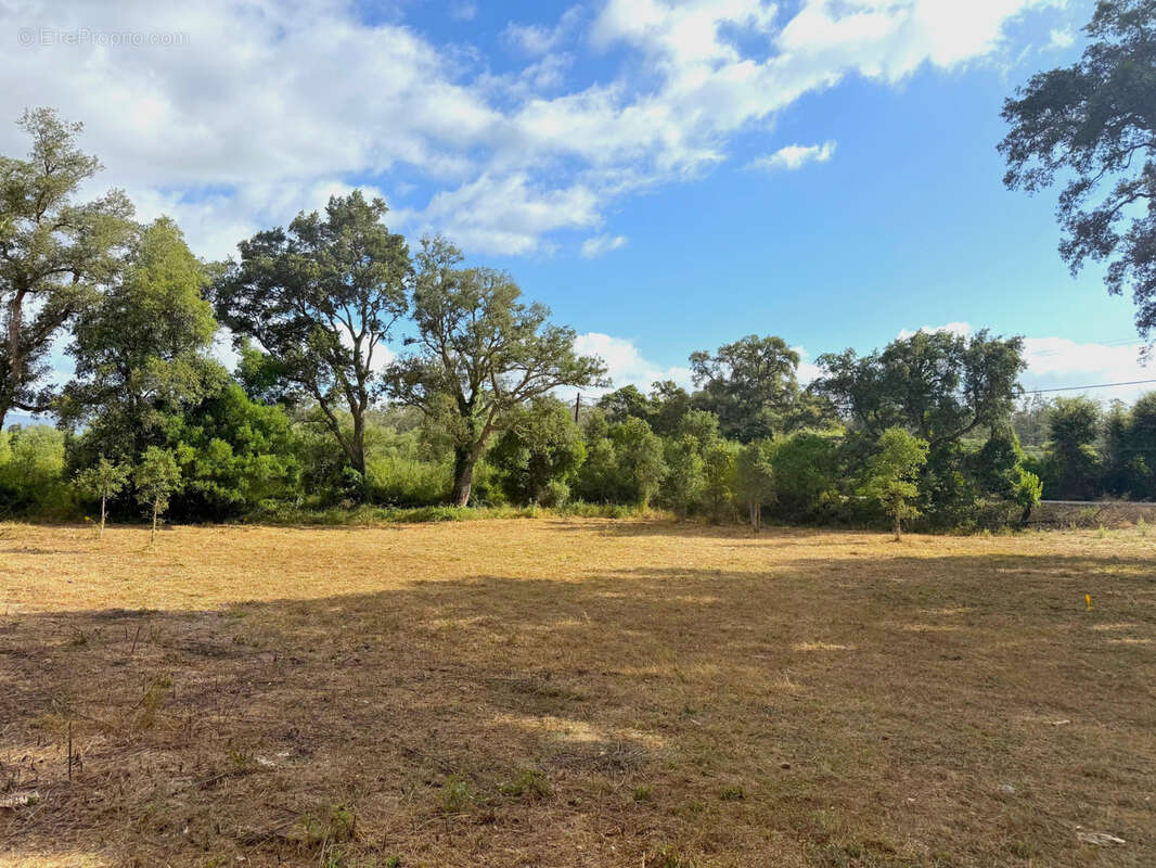 Terrain à SERRA-DI-FIUMORBO