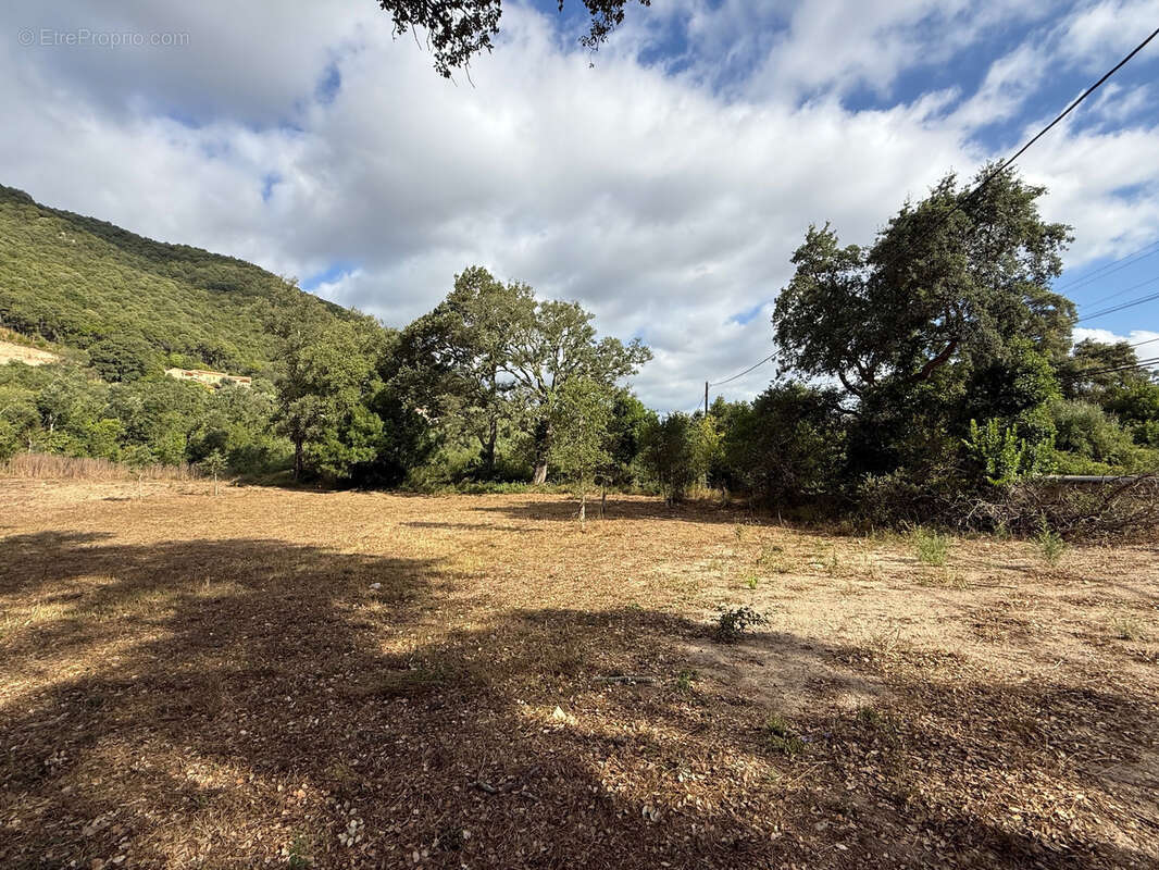 Terrain à SERRA-DI-FIUMORBO