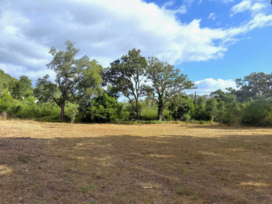 Terrain à SERRA-DI-FIUMORBO