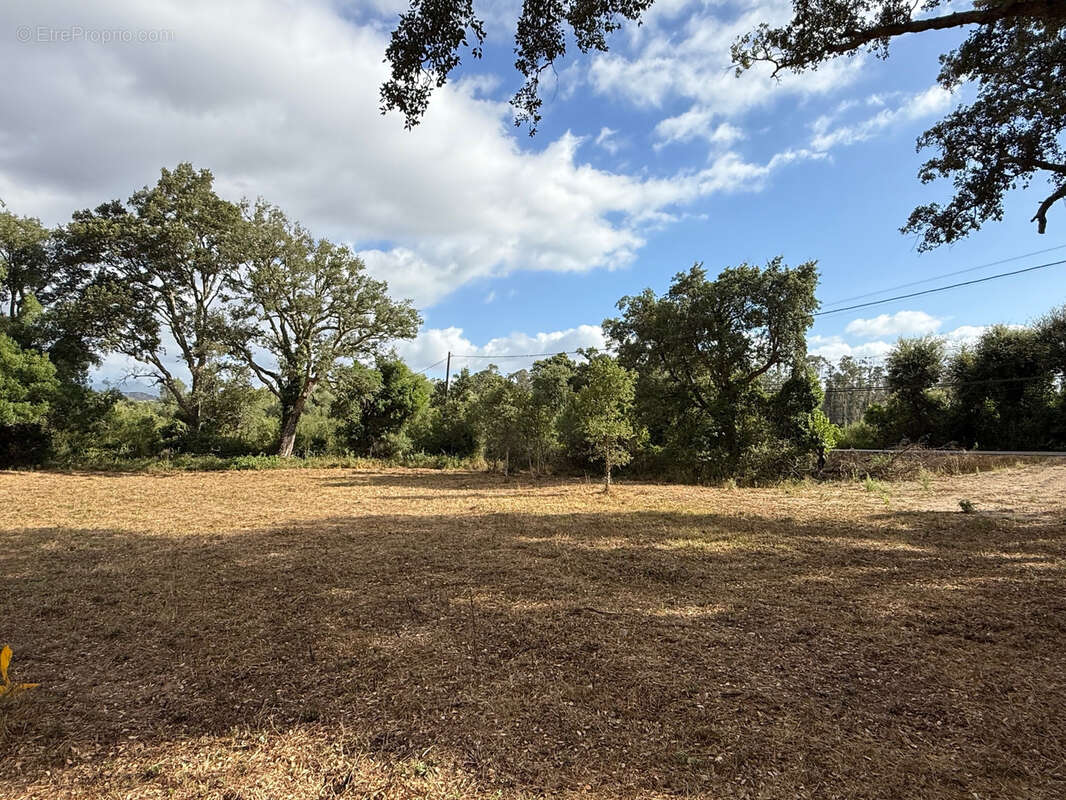 Terrain à SERRA-DI-FIUMORBO