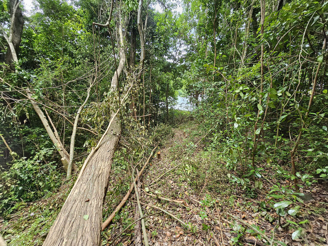 Terrain à SCHOELCHER