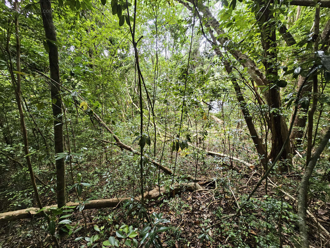 Terrain à SCHOELCHER