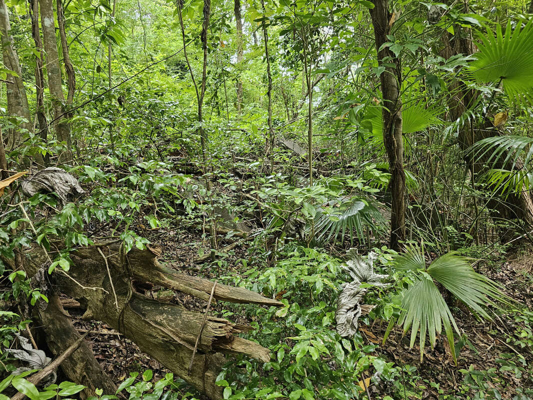 Terrain à SCHOELCHER