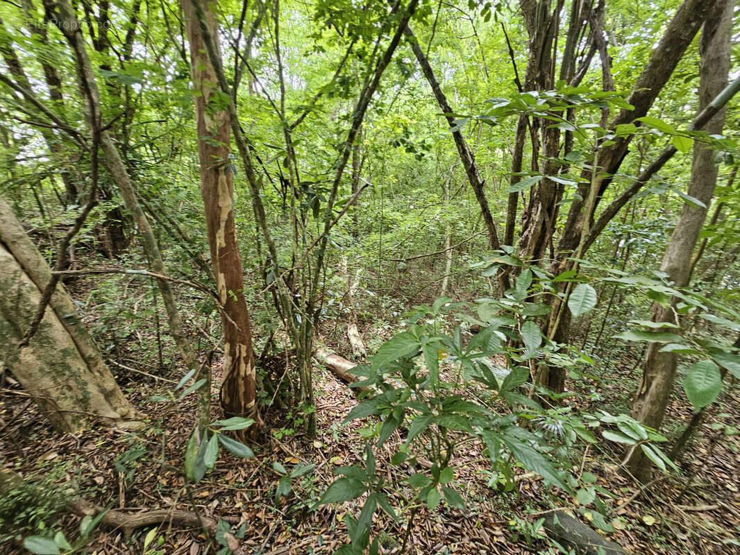 Terrain à SCHOELCHER