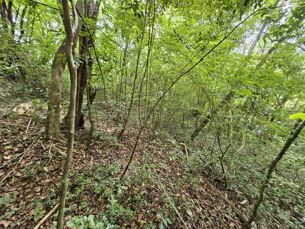 Terrain à SCHOELCHER