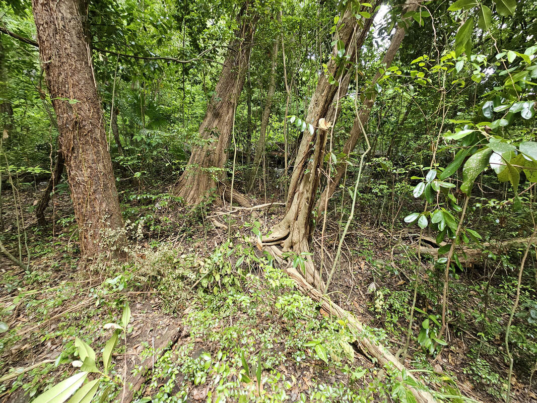 Terrain à SCHOELCHER
