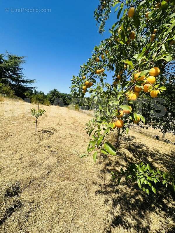IMG_3255 - Maison à BRION