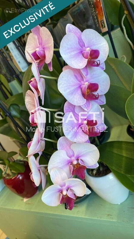 Photo 3 - Commerce à MORET-SUR-LOING