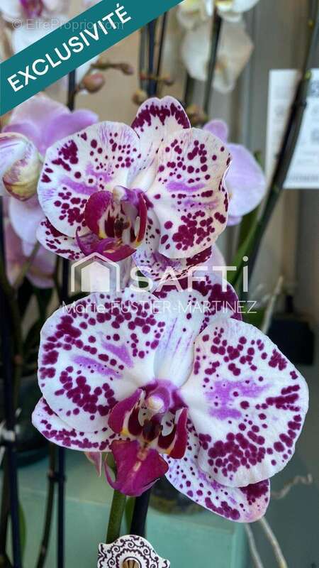 Photo 4 - Commerce à MORET-SUR-LOING